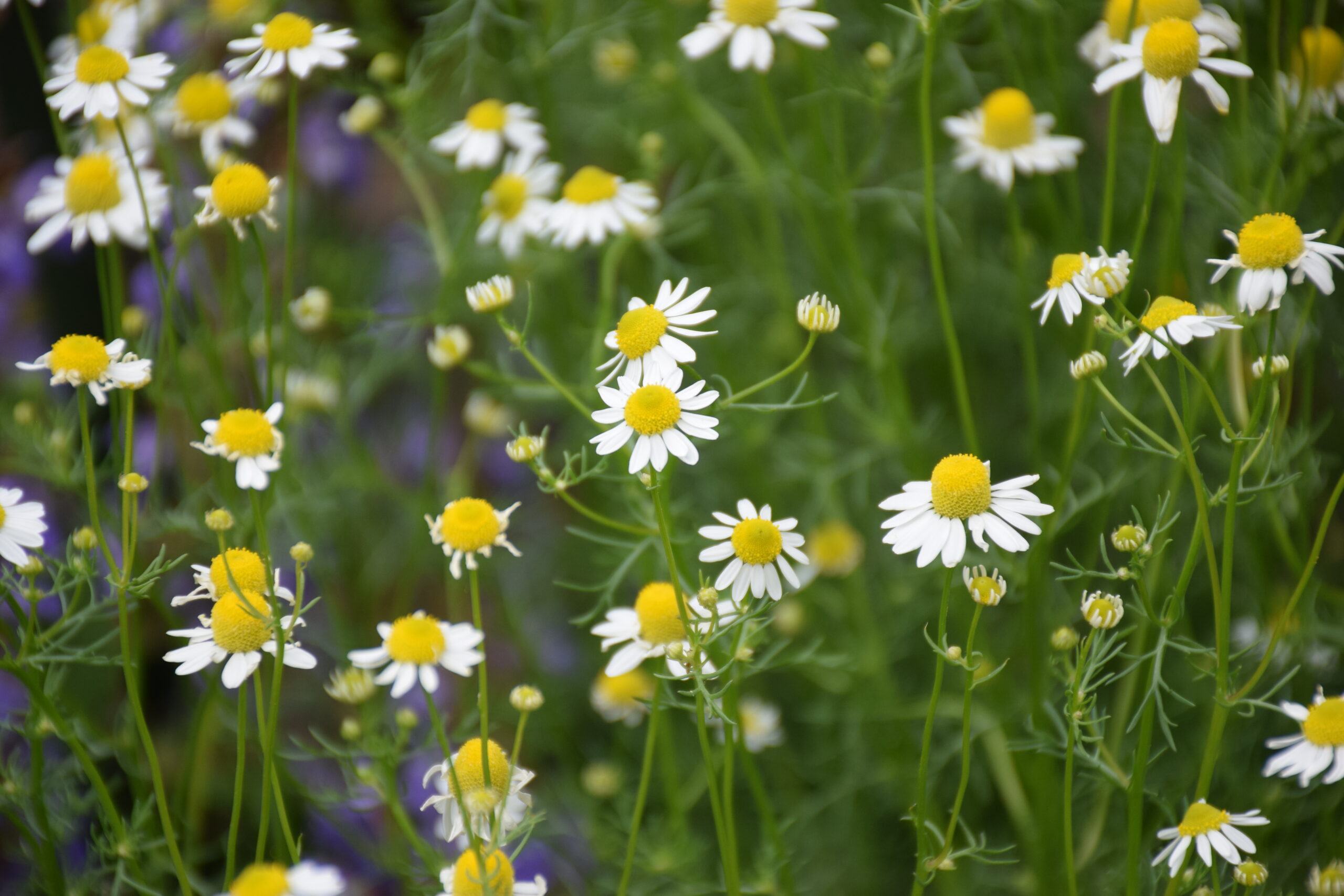 植えっぱなしで育つハーブ7選 こぶたのお部屋