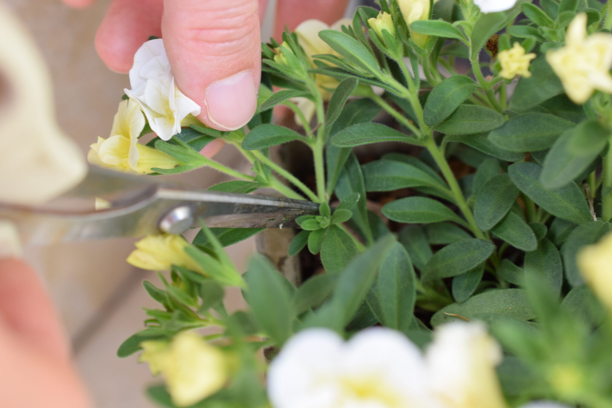 【花がら摘み・切り戻しの方法】花苗を長持ちさせるテクニックを解説｜こぶたガーデン