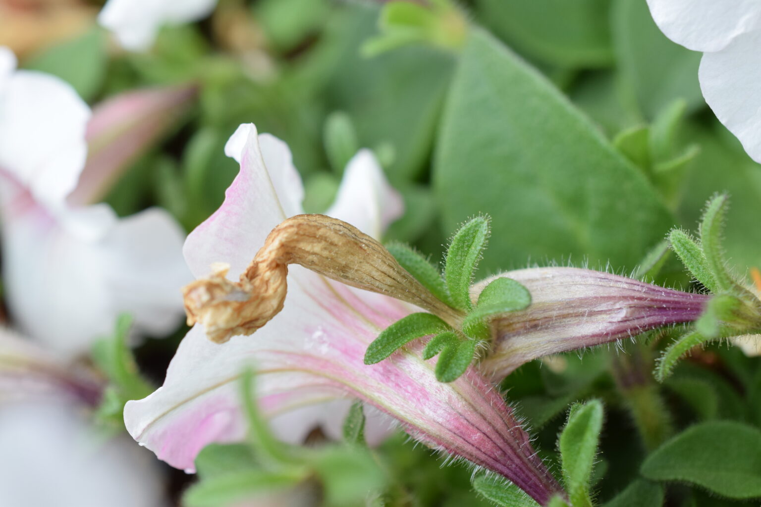 【花がら摘み・切り戻しの方法】花苗を長持ちさせるテクニックを解説｜こぶたガーデン