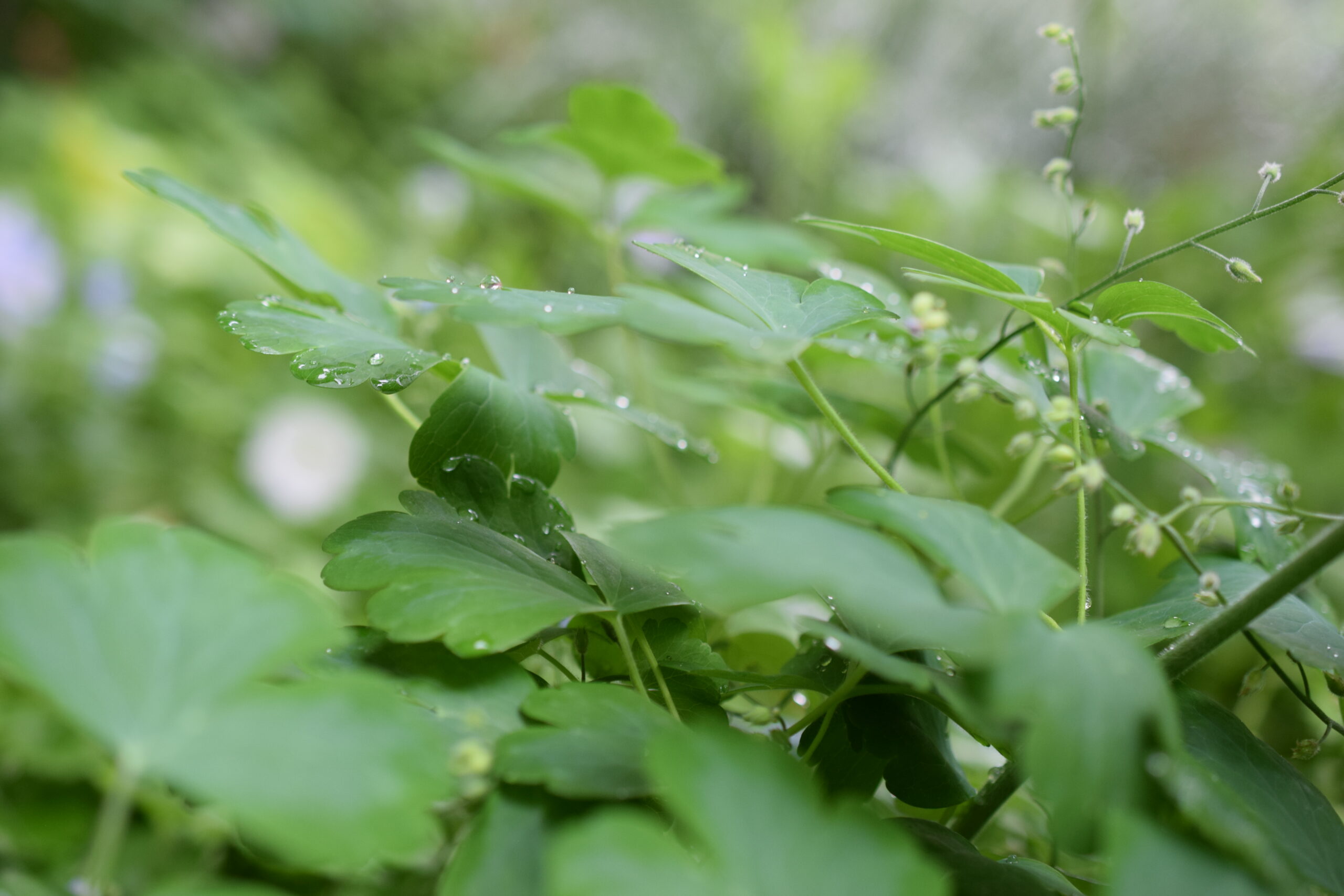 多年草と宿根草の違いについて こぶたのお部屋