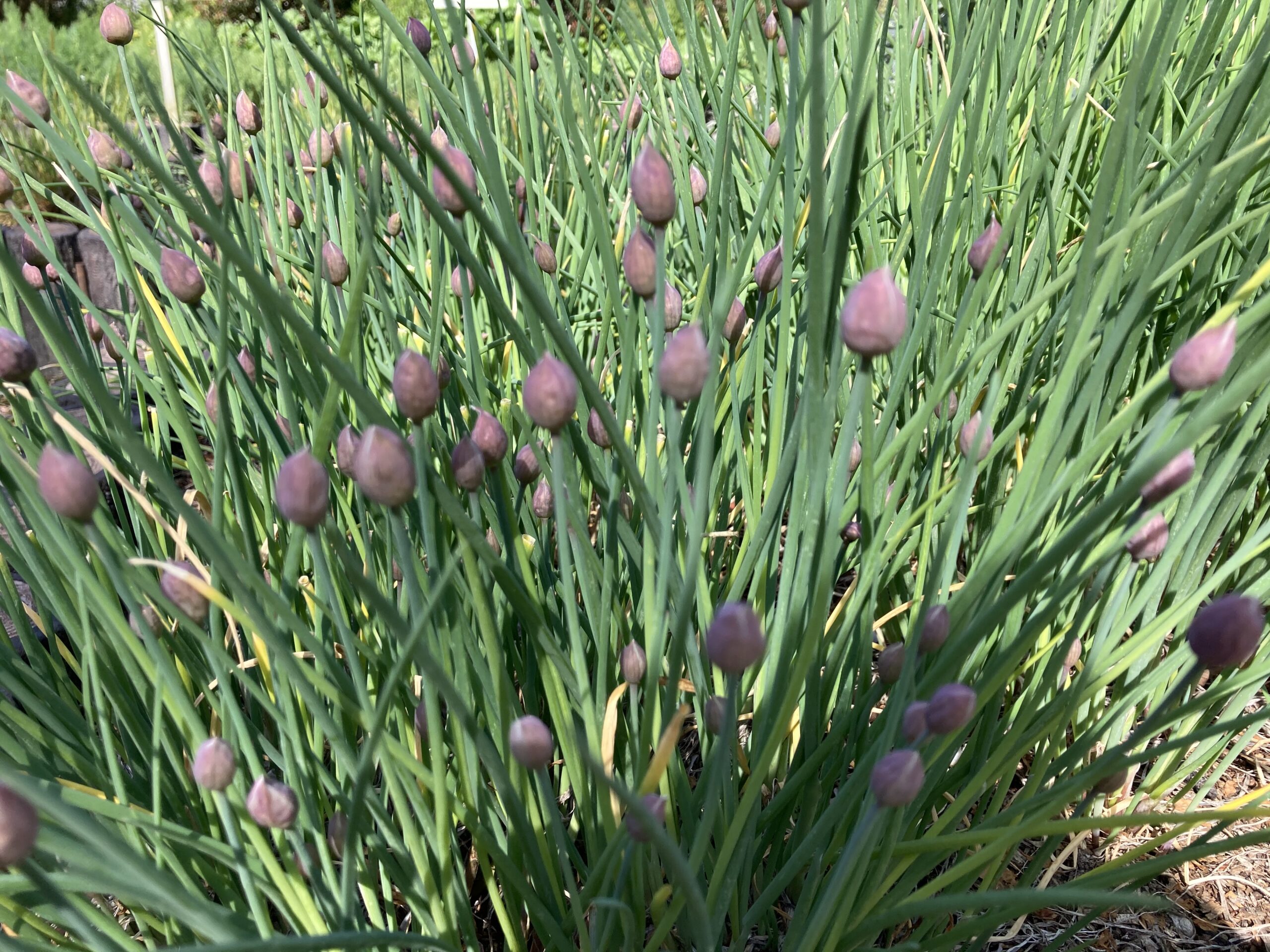 増えすぎたチャイブの対処法 植え替え方法 こぶたのお部屋