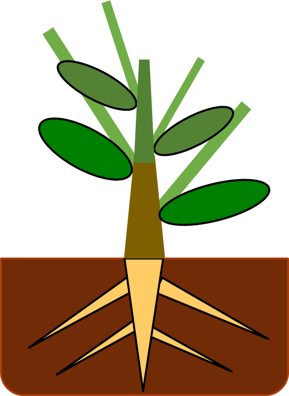 plant-with-new-shoot