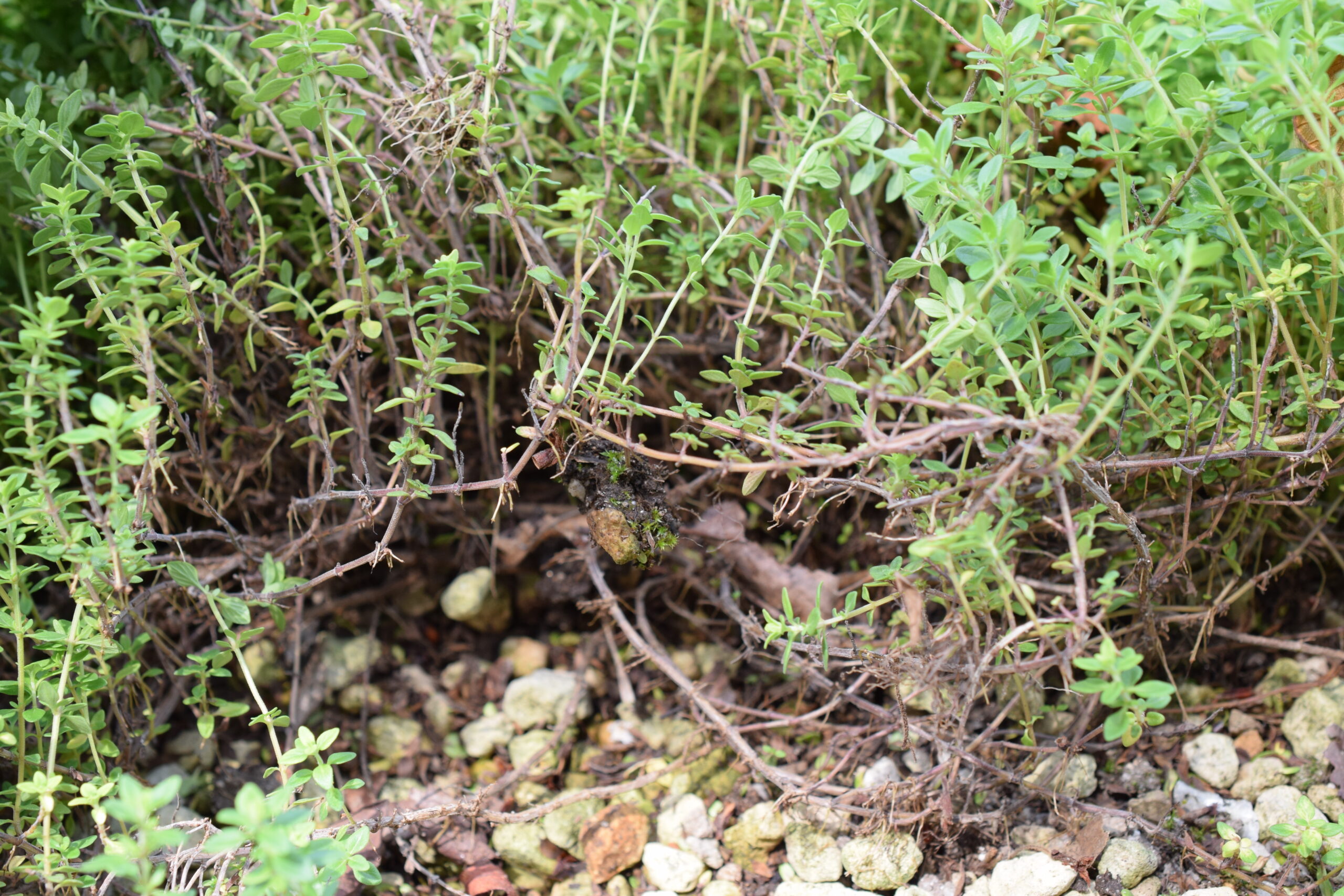 育てていたハーブが木質化してきたら 対処法を解説 こぶたのお部屋