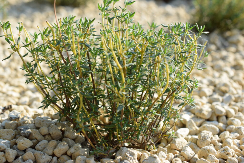 The-thyme-which-was-cut
