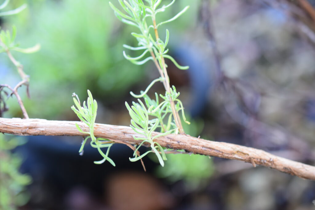 branch-of-French-lavender-with-new-shoot