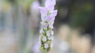 French-lavender