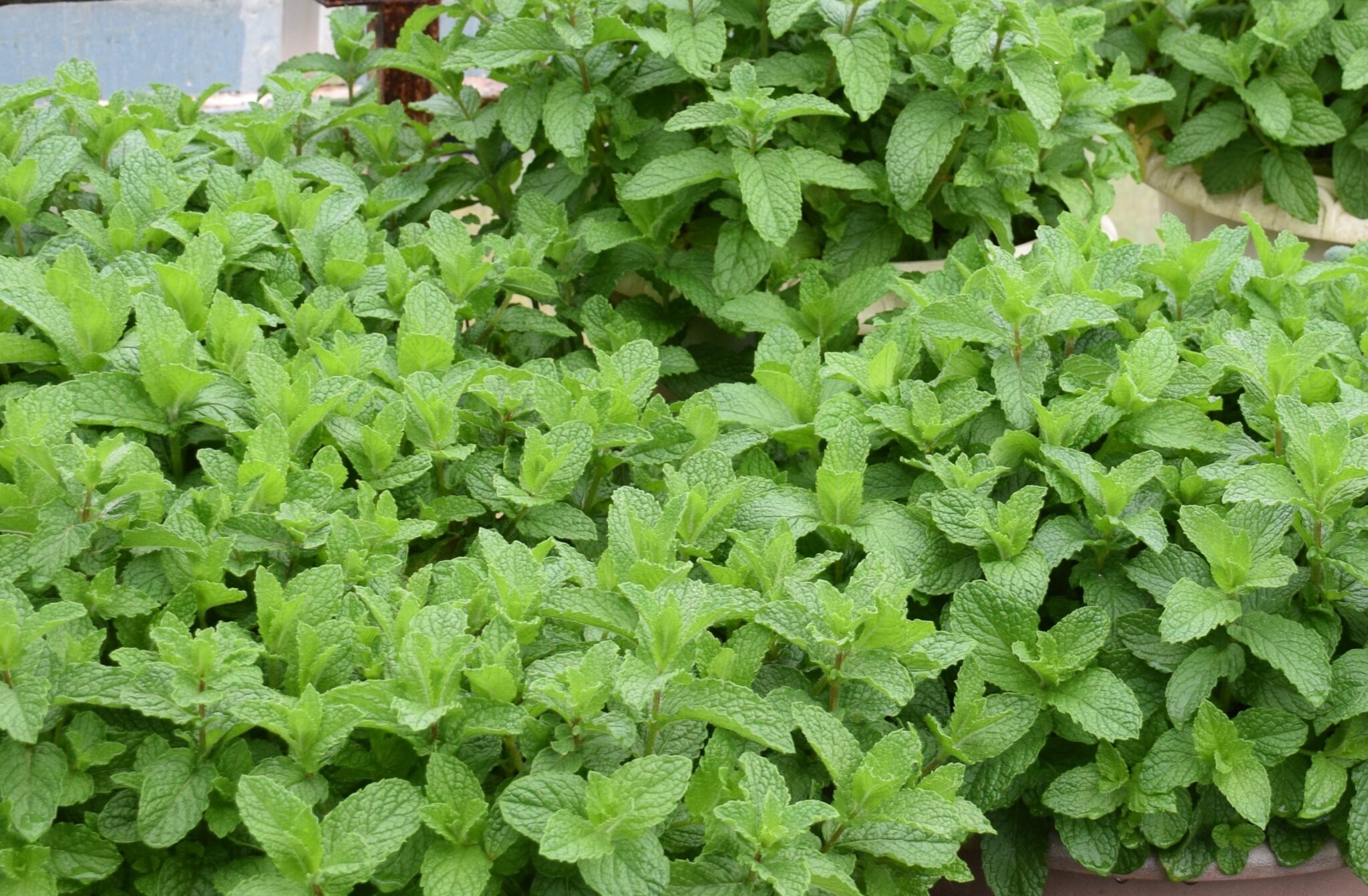 ミントの植え替え方を解説｜こぶたガーデン