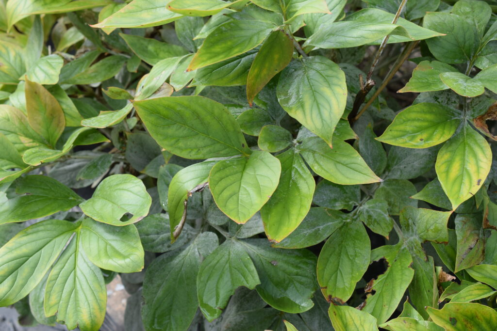 leaf-with-powdery-mildew