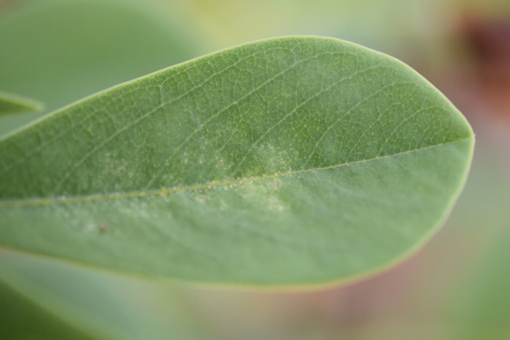 Spider-mites-on-the-leaf