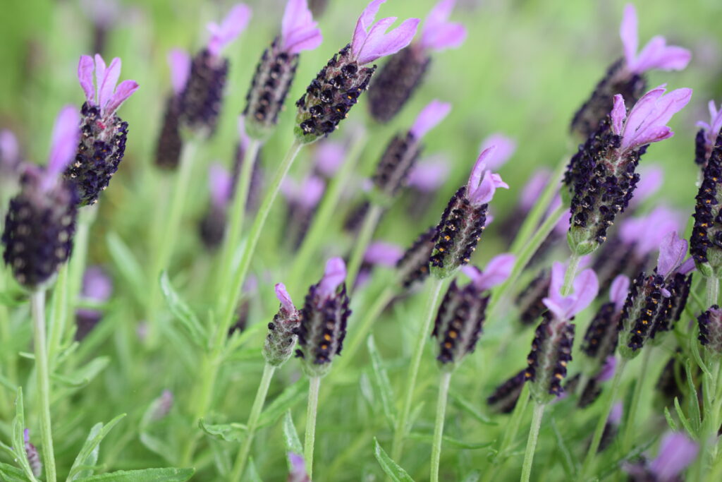 French-lavender-flowers