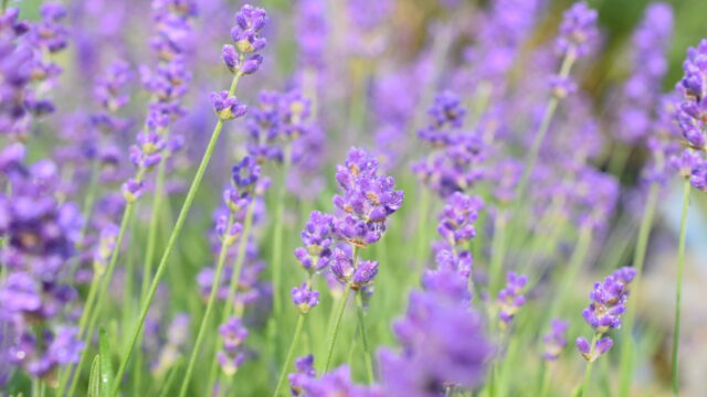 English-lavender