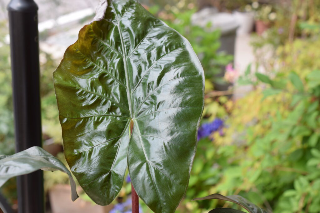 Alocasia indica var. metallica