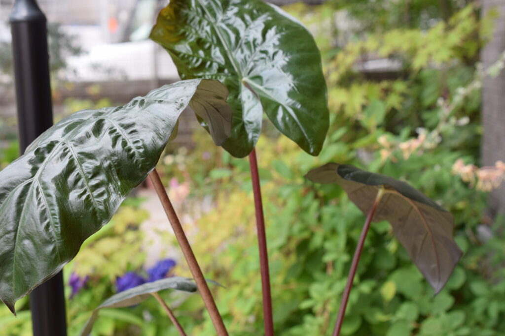 Alocasia indica var. metallica