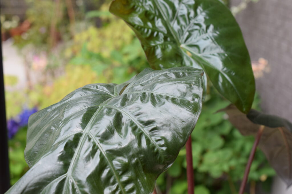 Alocasia indica var. metallica