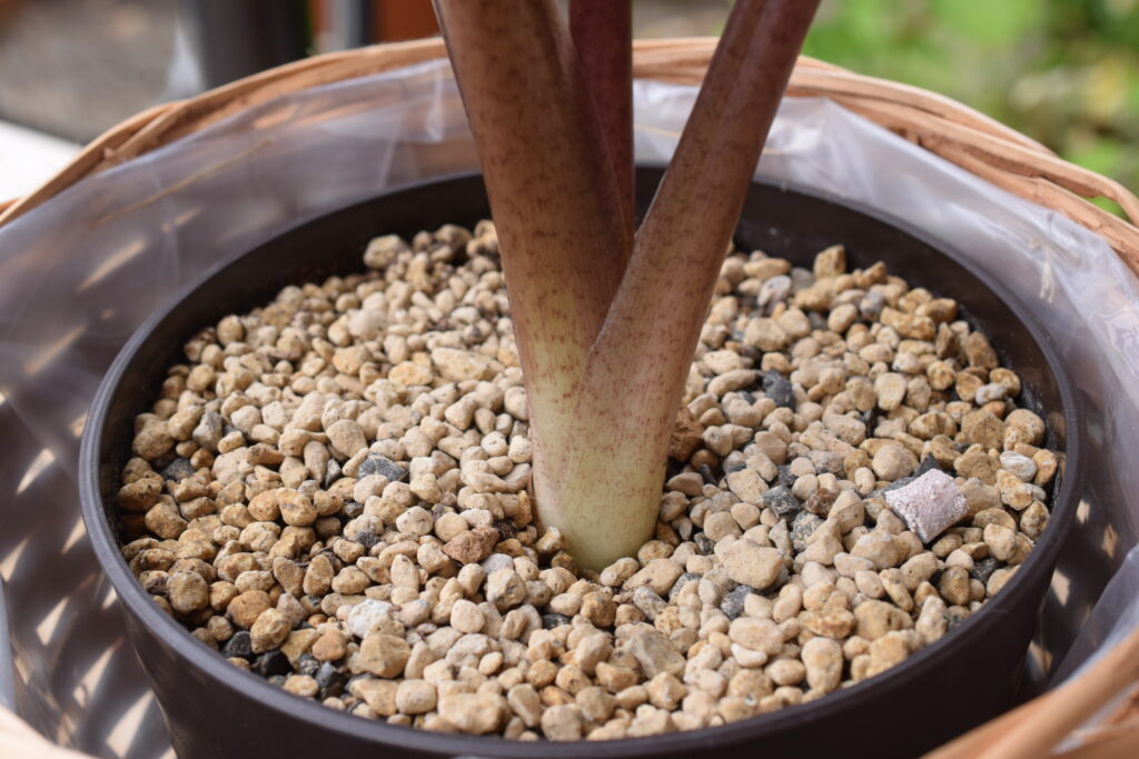 Alocasia indica var. metallica