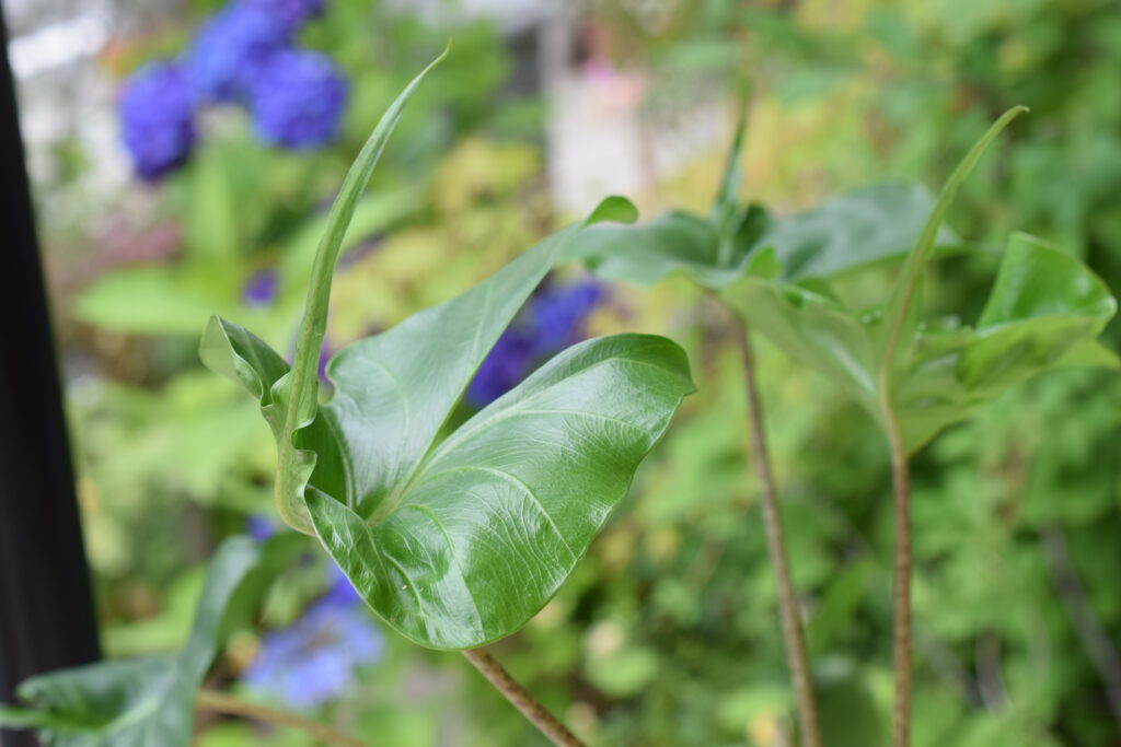 Alocasia stingray