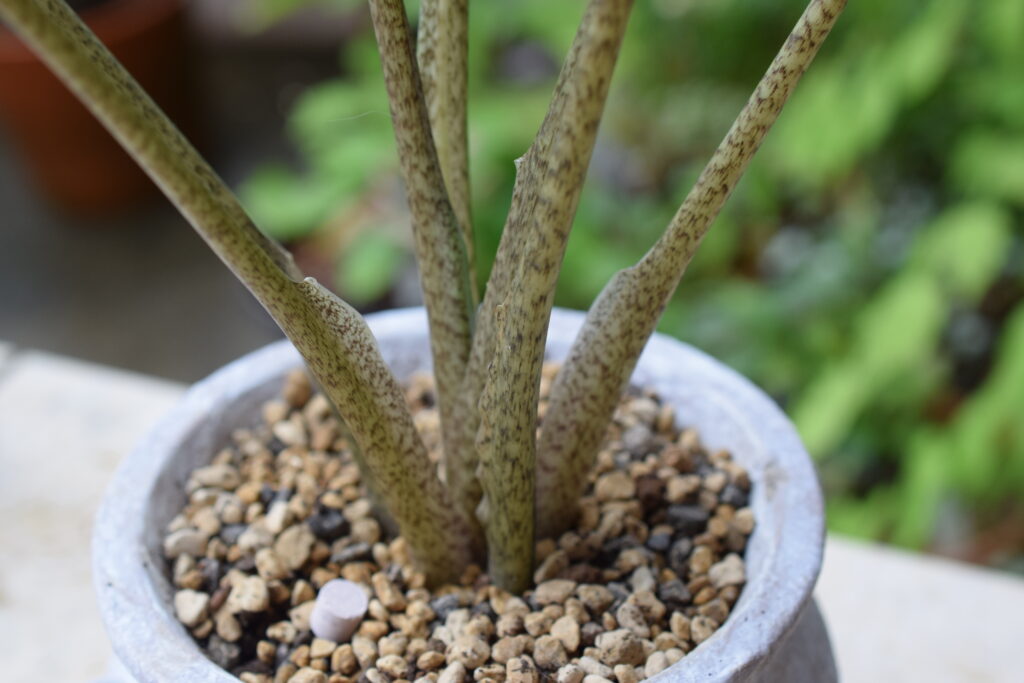 Alocasia stingray