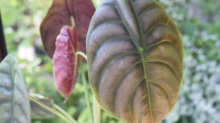 Alocasia cuprea