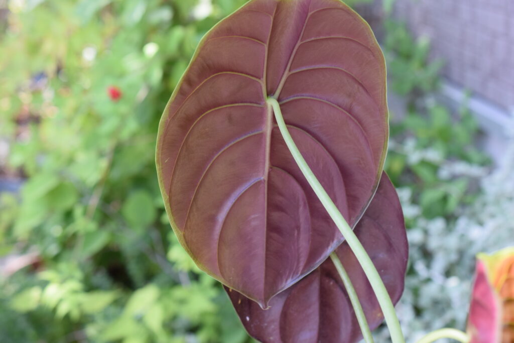 Alocasia cuprea