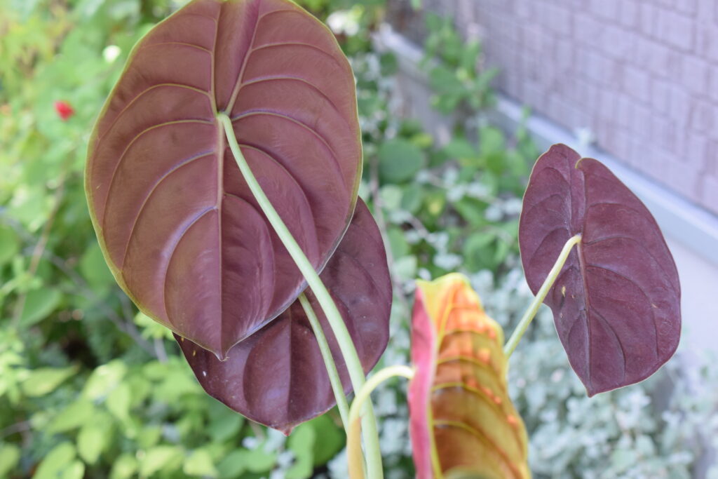 Alocasia cuprea