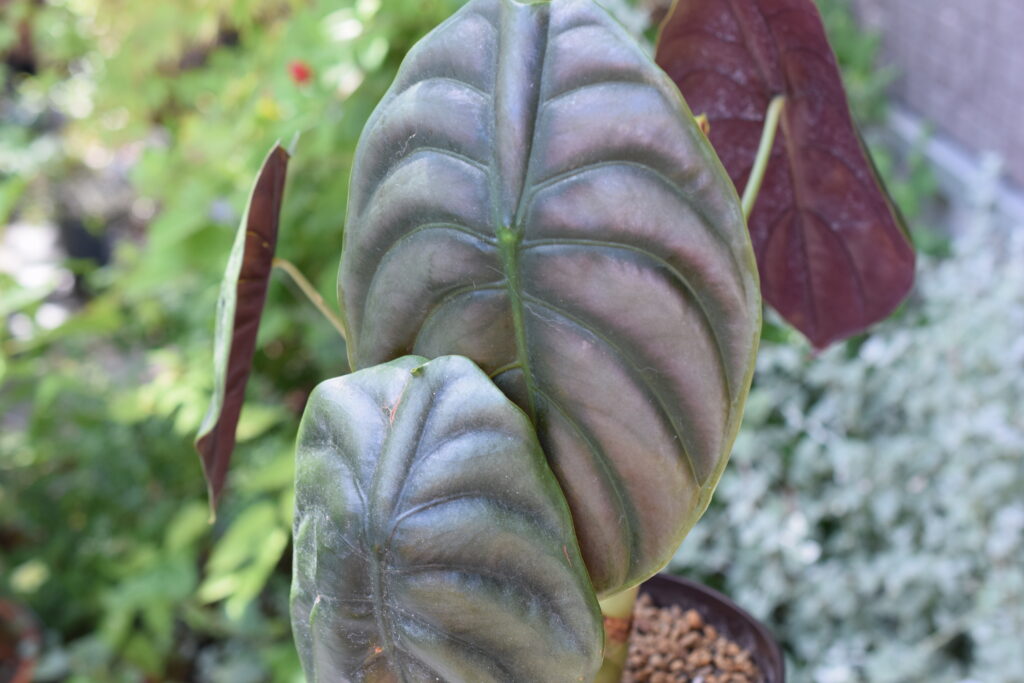Alocasia cuprea