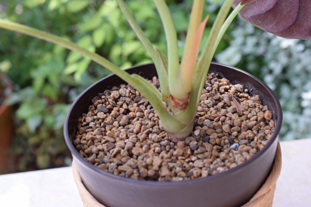 Alocasia cuprea soil