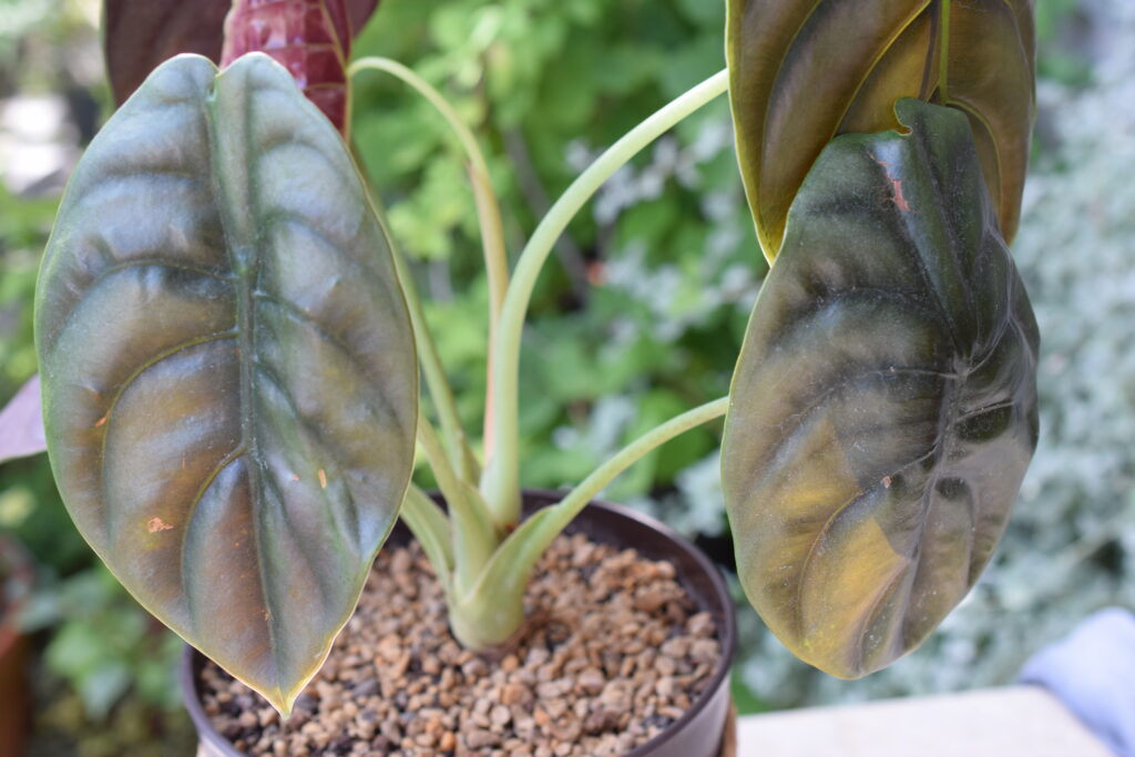 Alocasia cuprea