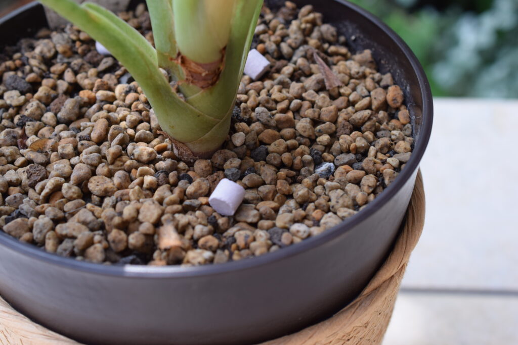 Alocasia cuprea